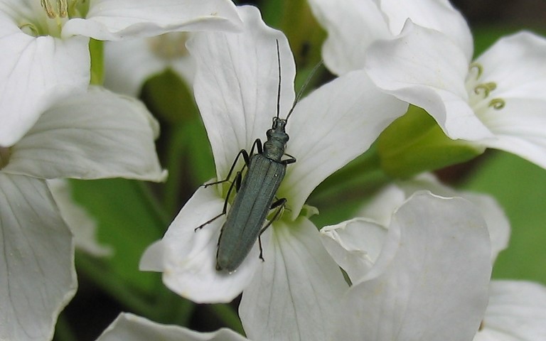 Oedemerides - Oedemera sp.