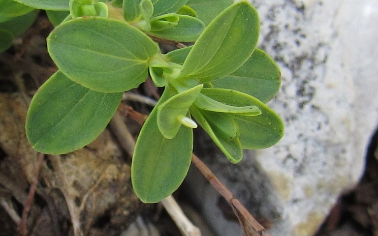 Oeufs - Souci - Colias crocea