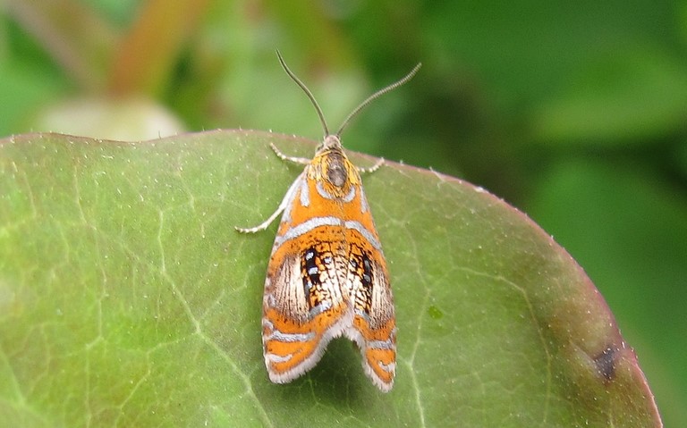 Papillons - La tordeuse de l'oeillet - Olethreutes arcuella 