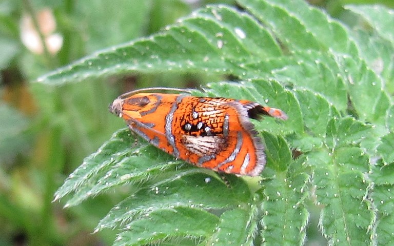 Papillons - La tordeuse de l'oeillet - Olethreutes Arcuella 