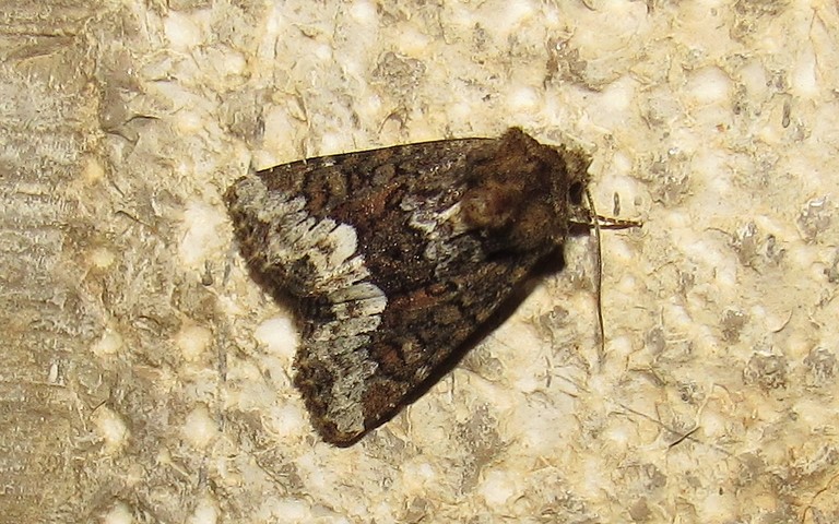 Papillons - noctuelle - oligia sp.