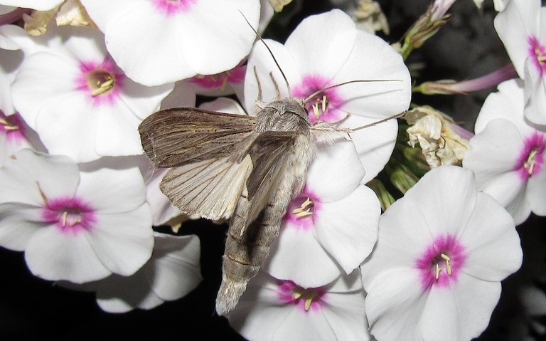 Papillons - L'ombrageuse - Cucullia umbratica