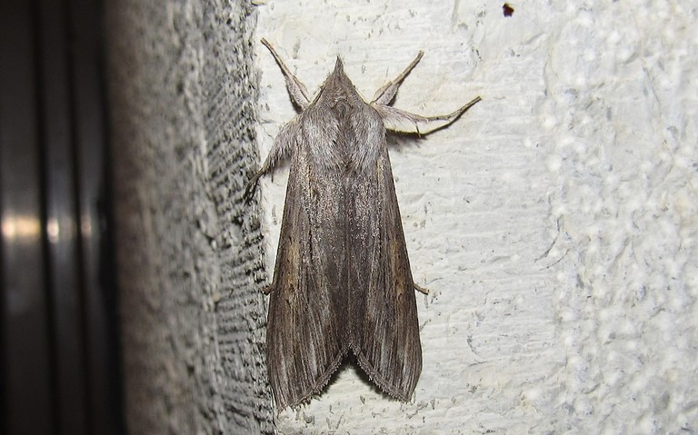 Papillons - L'ombrageuse - Cucullia umbratica