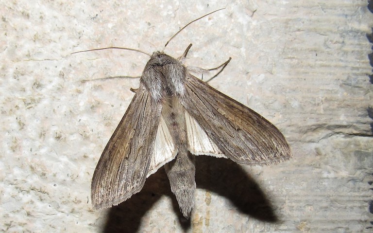 Papillons - L'ombrageuse - Cucullia umbratica