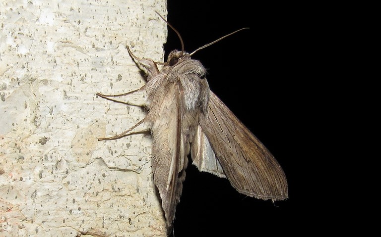 Papillons - L'ombrageuse - Cucullia umbratica