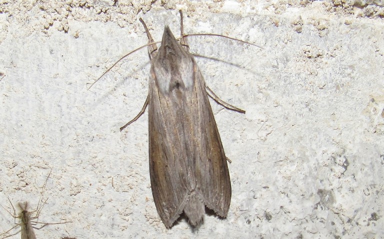 Papillons - L'ombrageuse - Cucullia umbratica