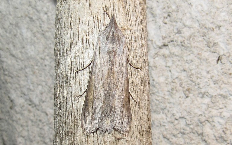 Papillons - L'ombrageuse - Cucullia umbratica