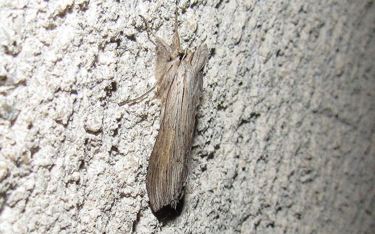 Papillons - L'ombrageuse - Cucullia umbratica