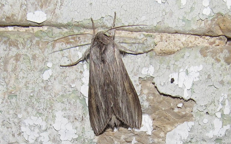 Papillons - L'ombrageuse - Cucullia umbratica