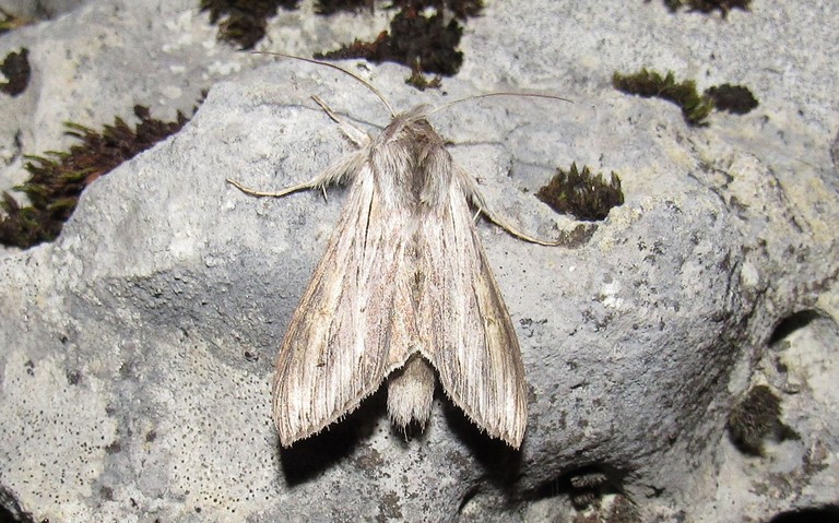 Papillons - L'ombrageuse - Cucullia umbratica