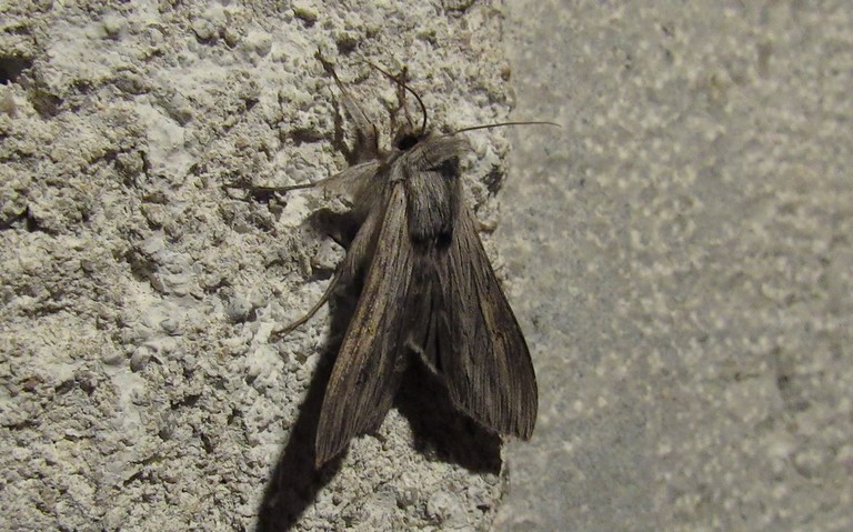 Papillons - L'ombrageuse - Cucullia umbratica