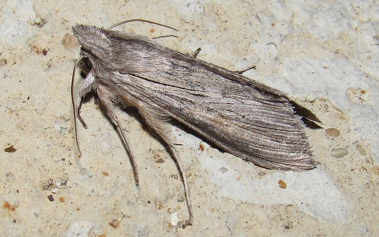 Papillons - L'ombrageuse - Cucullia umbratica