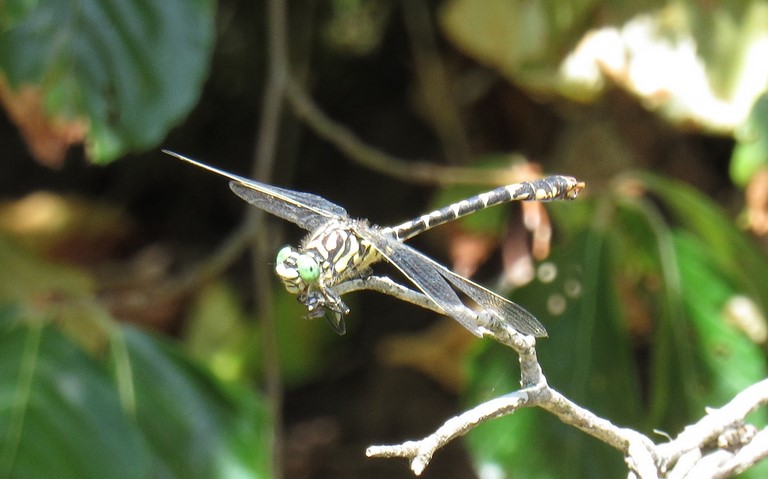 Libellules - Onychogomphe à pinces - Onychogomphus forcipatus 