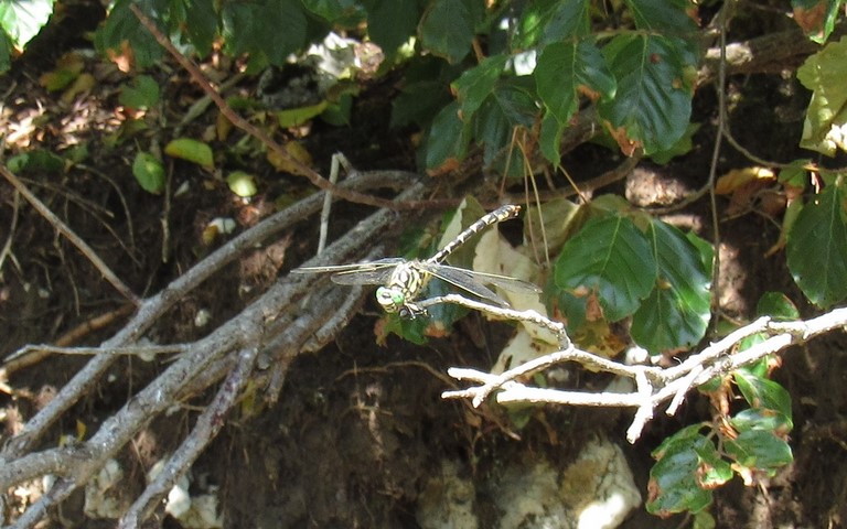Libellules - Onychogomphe à pinces - Onychogomphus forcipatus 