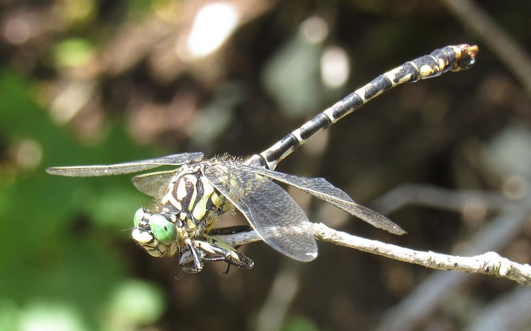 Libellules - Onychogomphe à pinces - Onychogomphus forcipatus - Femelle