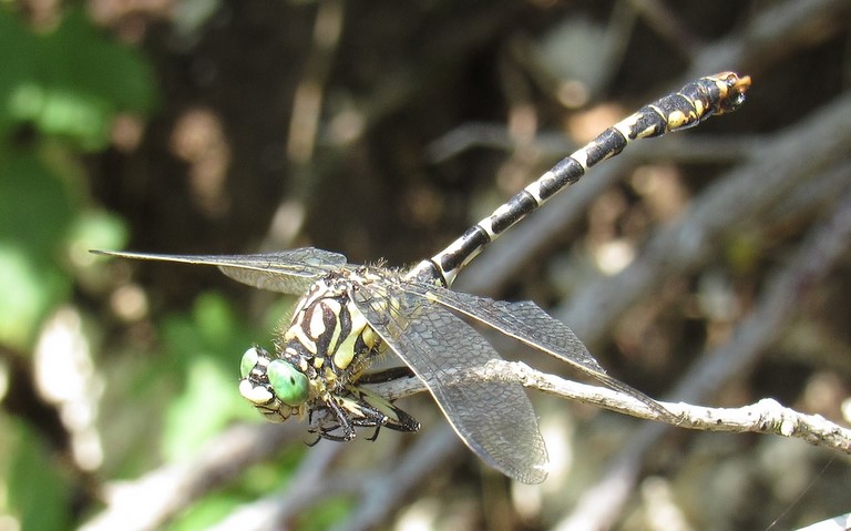 Libellules - Onychogomphe à pinces - Onychogomphus forcipatus - femelle