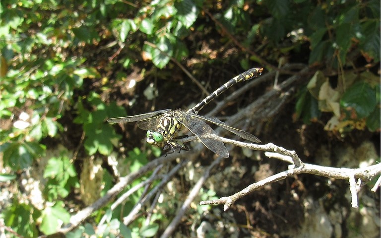 Libellules - Onychogomphe à pinces - Onychogomphus forcipatus - femelle