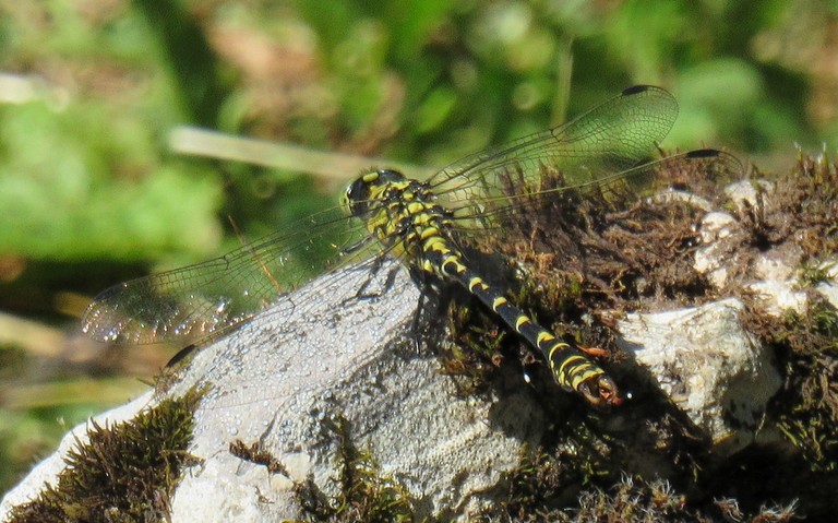 Libellules - Onychogomphe à pinces - Onychogomphus forcipatus - mâle