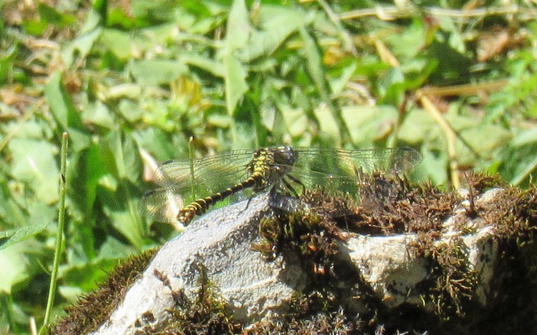 Libellules - Onychogomphe à pinces - Onychogomphus forcipatus - mâle