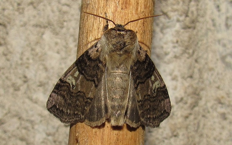 Papillons - La double bande brune - Tethea or