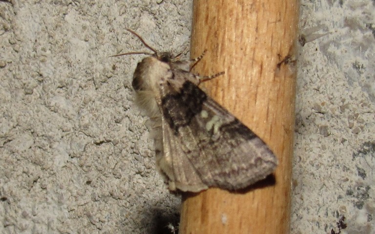 Papillons - L'or - Tethea or