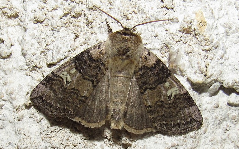 Papillons - L'or - Tethea or