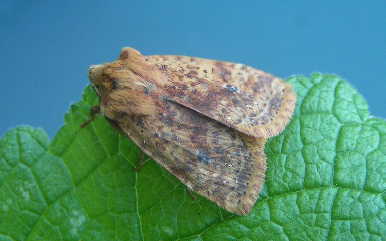 Papillons - L'orrhodie tigrée - Conistra rubiginea