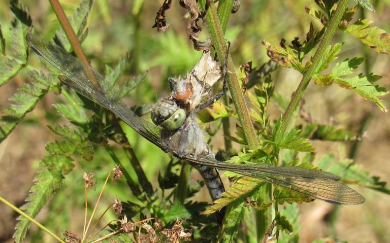 Orthétrum réticulé - Orthetrum cancellatum