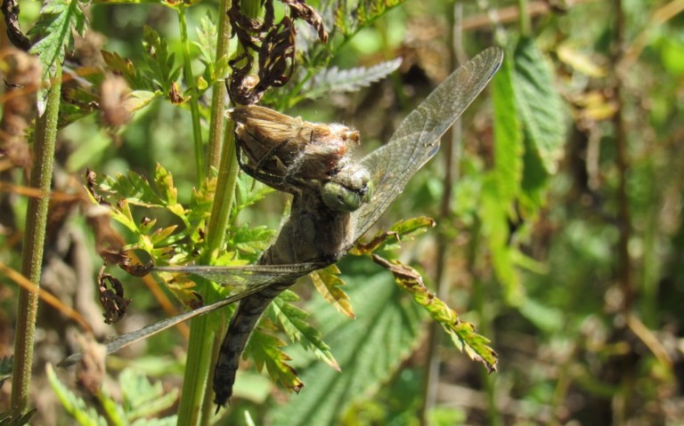 Orthétrum réticulé - Orthetrum cancellatum