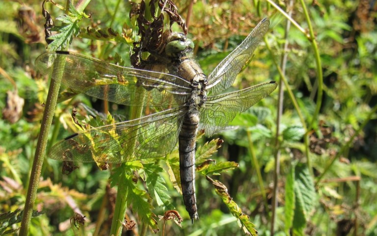 Orthétrum réticulé - Orthetrum cancellatum