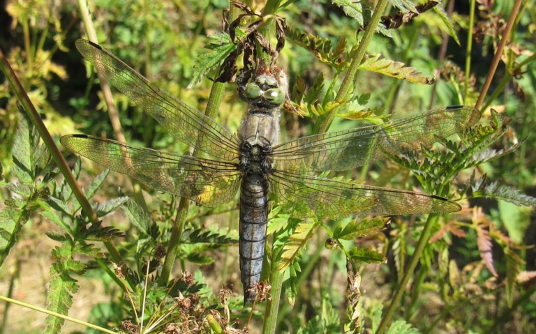 Orthétrum réticulé - Orthetrum cancellatum