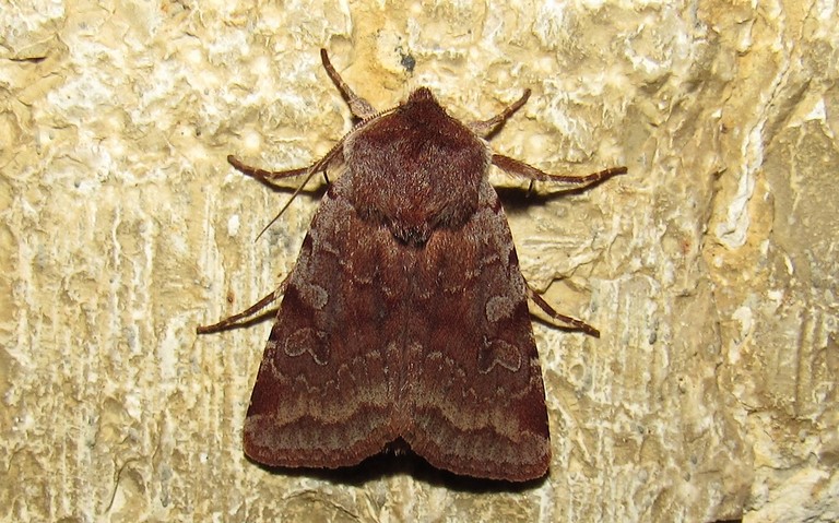 Papillons - Orthosia sp.