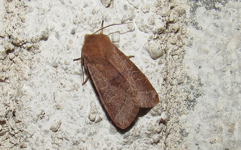 Papillons - Orthosia sp.