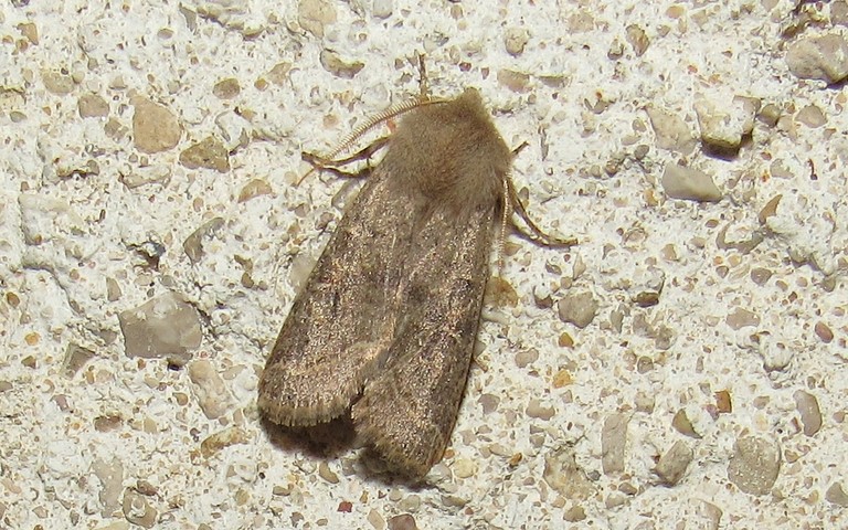 Papillons - Orthosia sp.