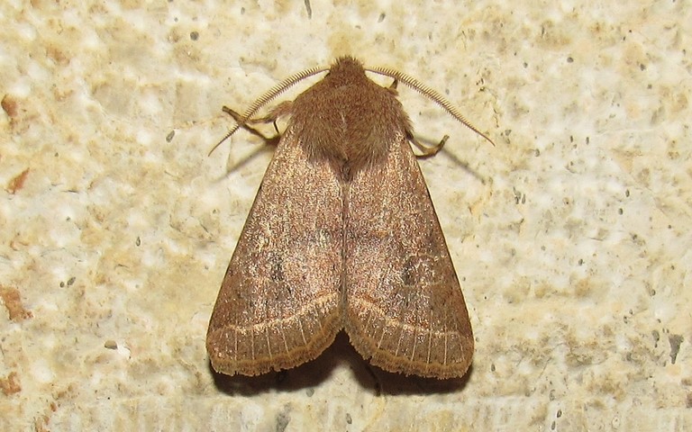 Papillons - Orthosia sp.