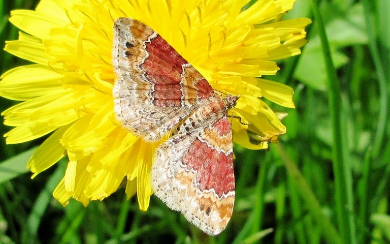 Papillons -La rouillee - Xanthorhoe spadicearia - Femelle