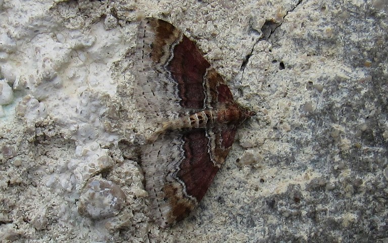 Papillons -La rouillée - Xanthorhoe spadicearia