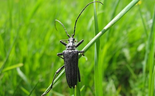 Coléoptères - Cérambycidés - L'oxymire coureur - Oxymirus cursor - male