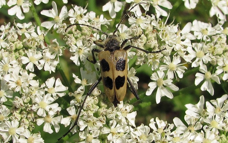 14 juillet 2013 Pachyte à 4 taches - Pachyta quadrimaculata