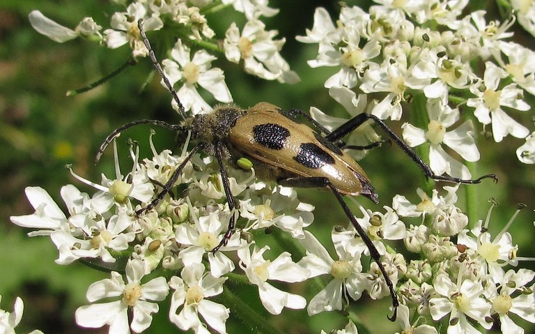 14 juillet 2013 Pachyte à 4 taches - Pachyta quadrimaculata