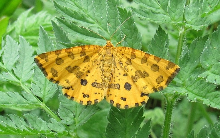 Papillons - Panthère - Pseudopanthera macularia