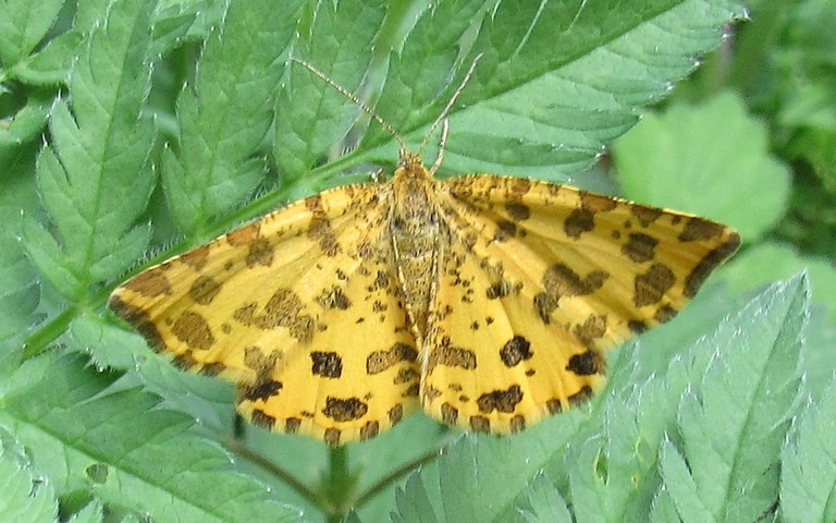 Papillons - Panthère - Pseudopanthera macularia