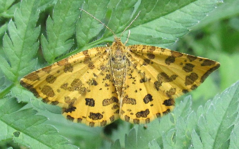 Papillons - Panthère - Pseudopantheria Macularia