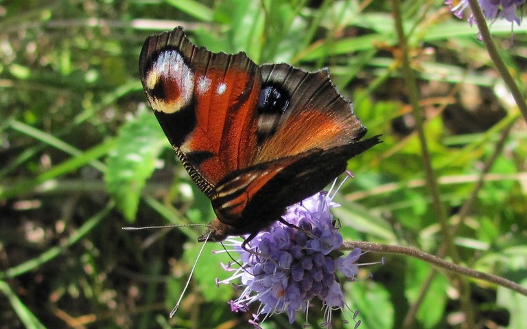 Papillons - Paon de jour - Aglais Io