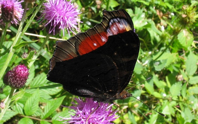 Papillons - Paon de jour - Aglais Io