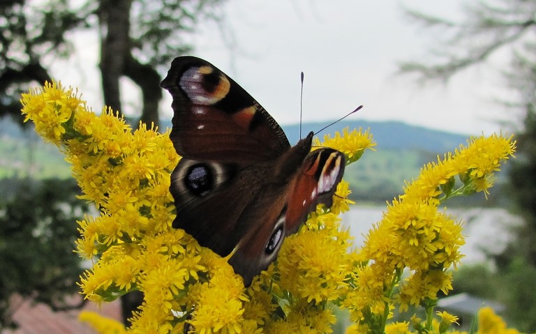Papillons - Paon de jour - Aglais io