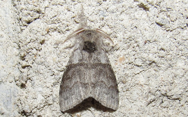 Papillons - La patte étendue - Calliteara pudibonda - Mâle