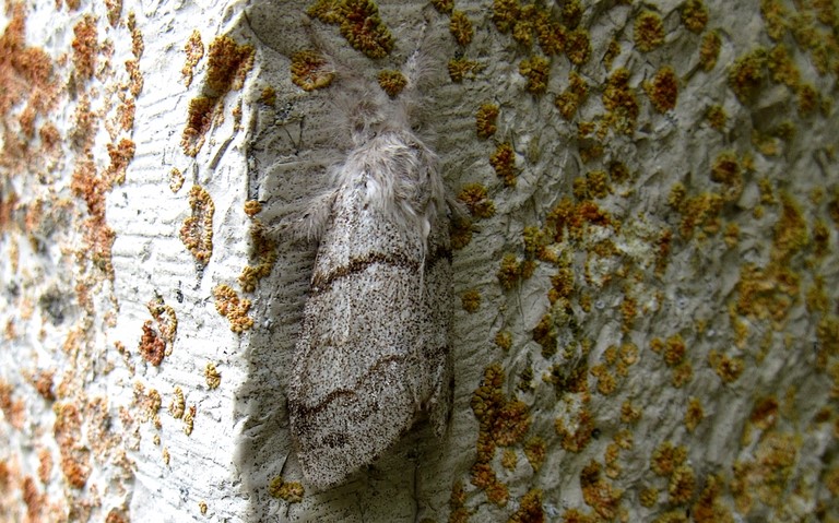 Papillons - La patte étendue - Calliteara pudibonda - Femelle