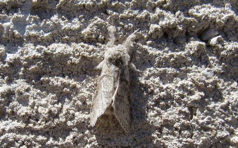 Papillons - La patte étendue - Calliteara pudibonda - Femelle