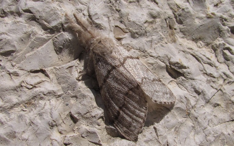 Papillons - La patte étendue - Calliteara pudibonda - Femelle